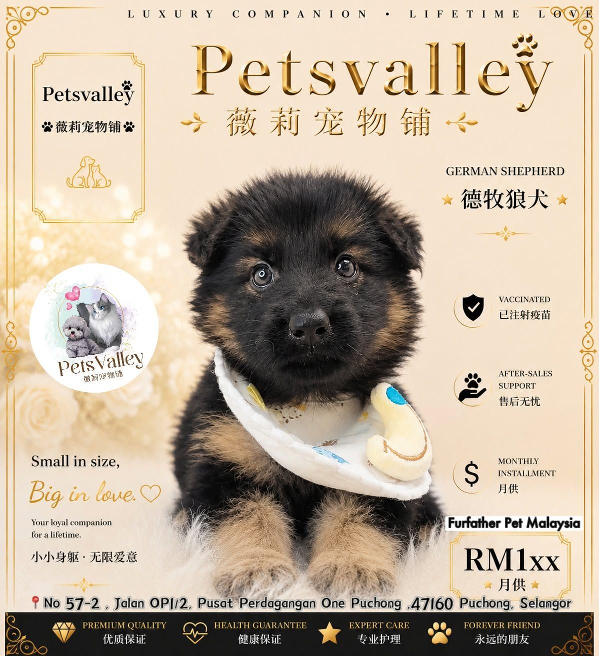 German Shepherd 德国牧羊犬
