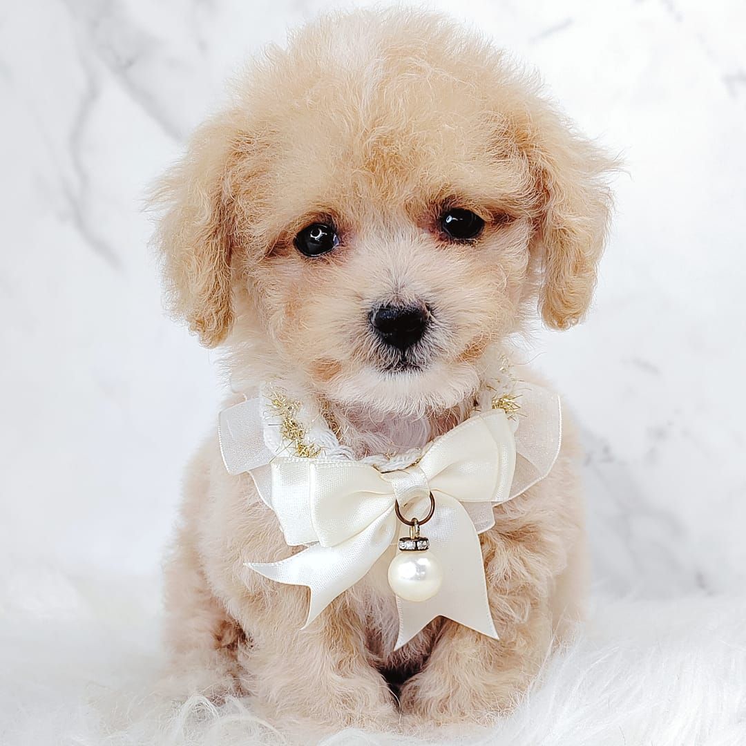 Maltipoo 马尔泰迪