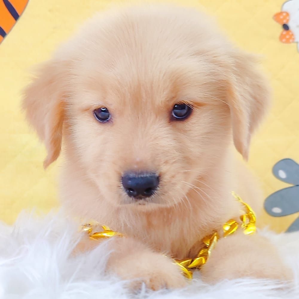 Golden Retriever 黄金猎犬