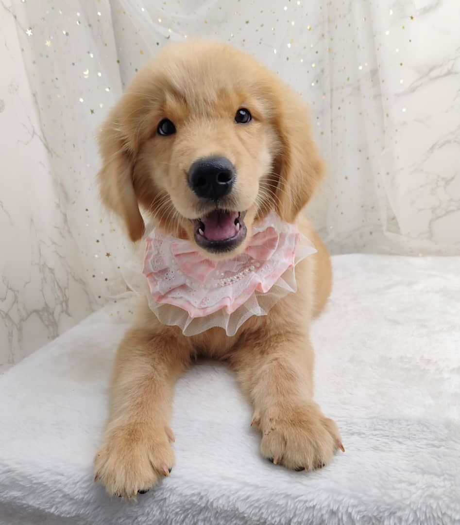 Golden Retriever 黄金猎犬