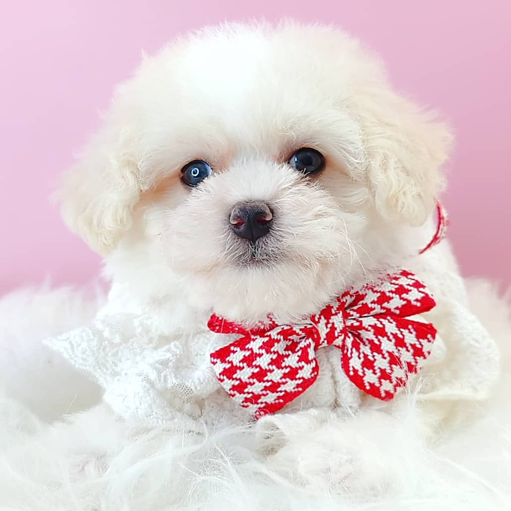 Poodle 娉拌开璐靛