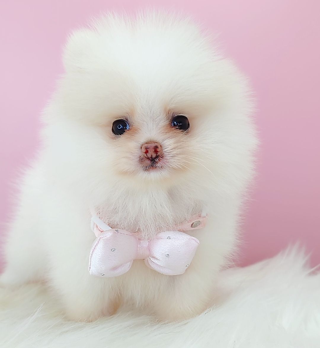 Pomeranian 博美