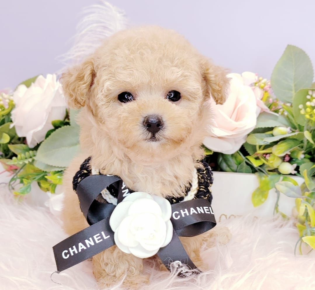 Poodle 娉拌开璐靛