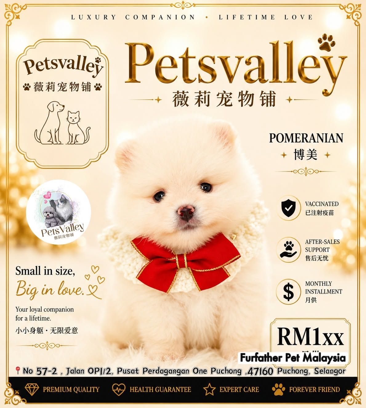 Pomeranian 博美
