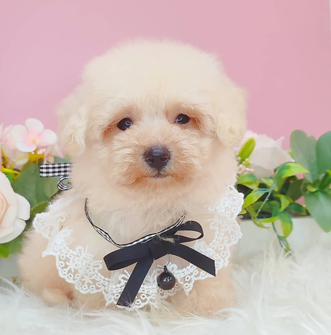 Poodle 娉拌开璐靛