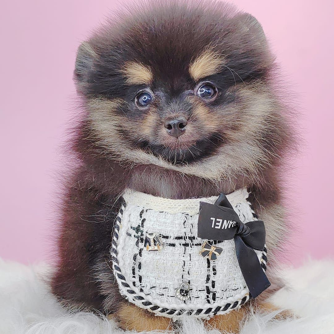 Pomeranian 博美