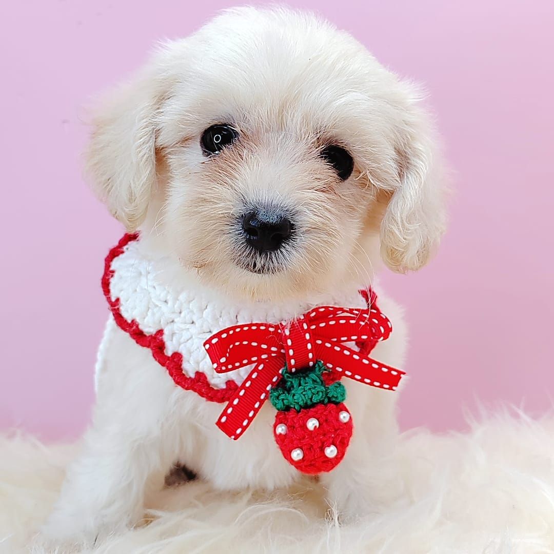 Maltipoo 马尔泰迪