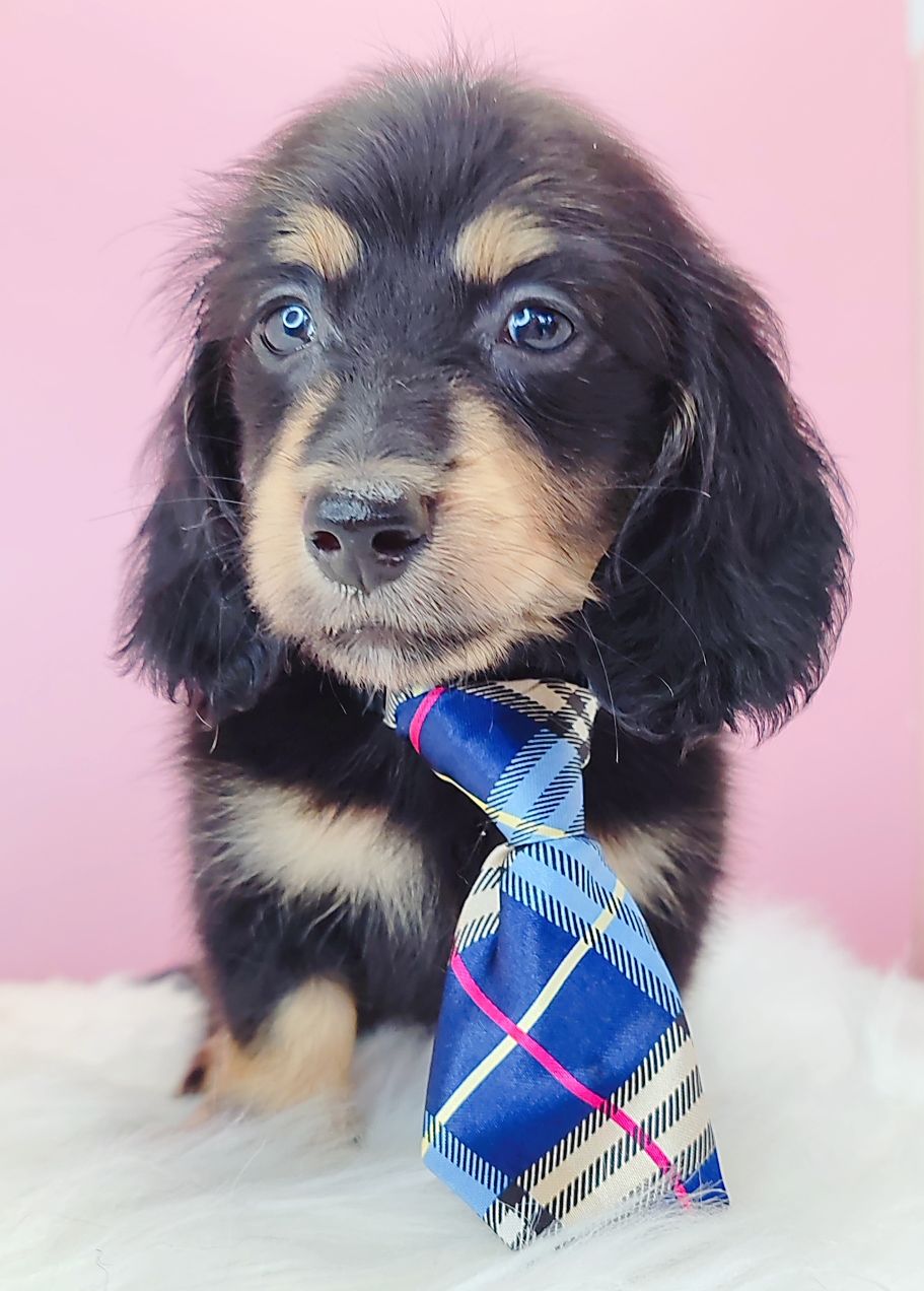 Dachshund 腊肠狗