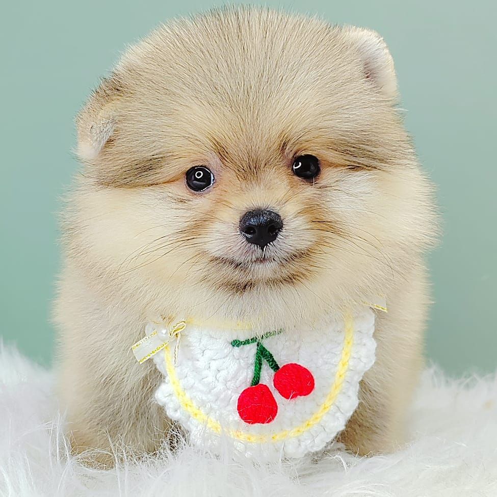 Pomeranian 博美