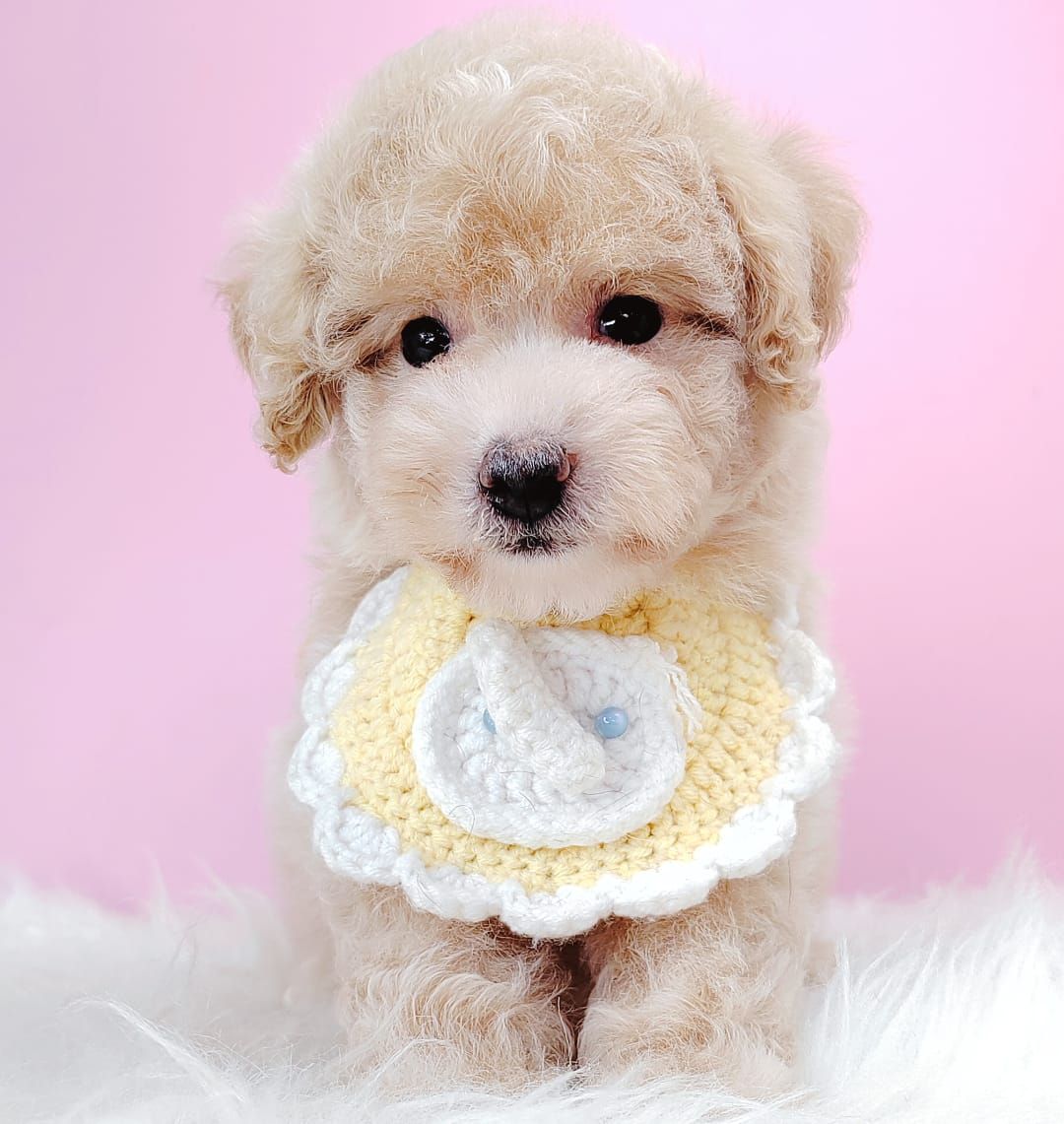 Maltipoo 马尔泰迪