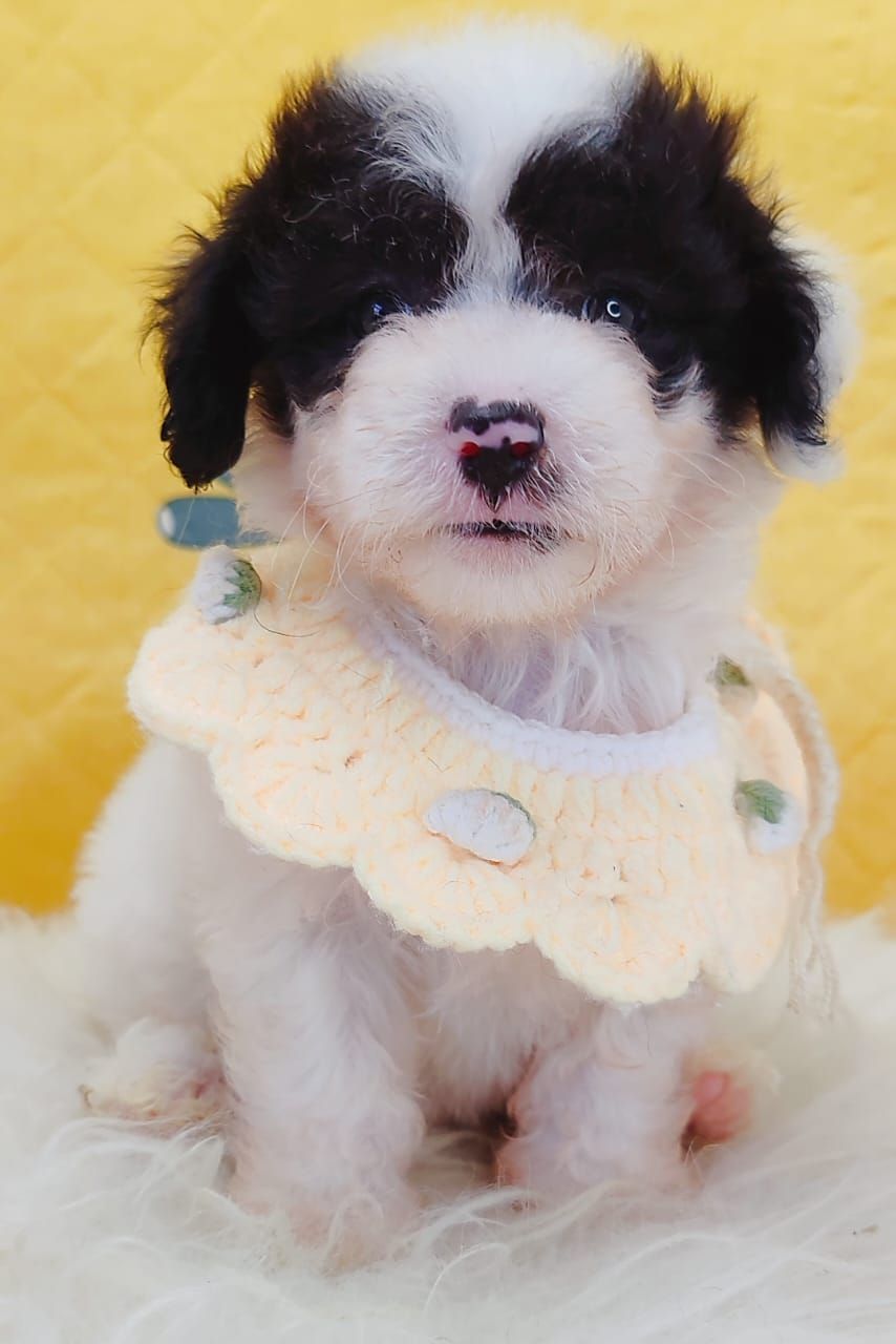 Maltipoo 马尔泰迪
