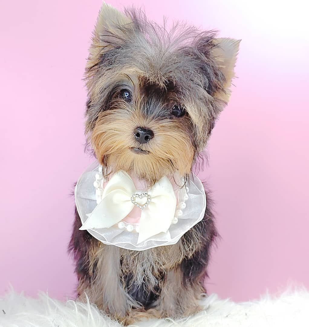 Yorkshire Terrier 约克夏