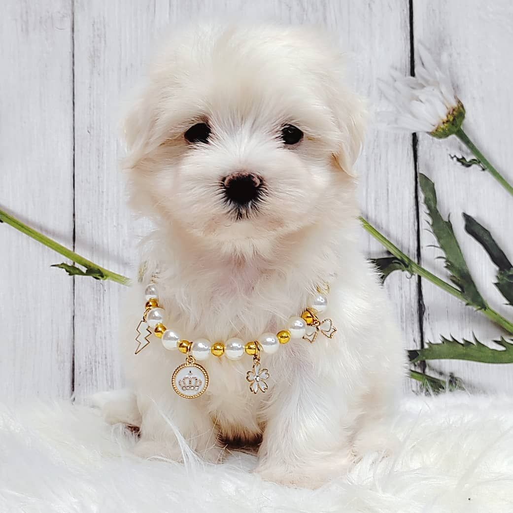 Maltese 马尔济斯