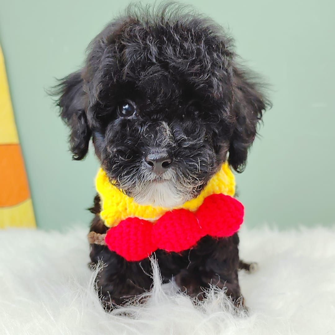 Poodle 娉拌开璐靛