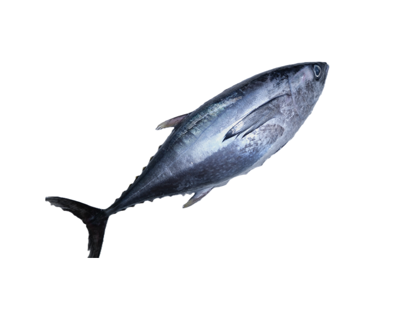 Tonggol Tuna (Thunnus Tonggol)