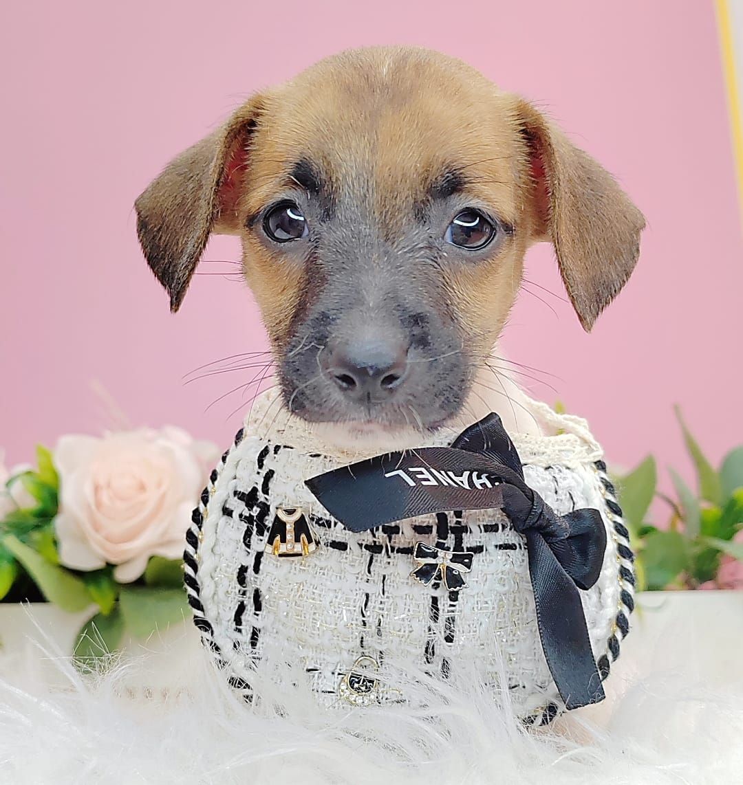 Jack Russell Terrier 杰克罗素梗