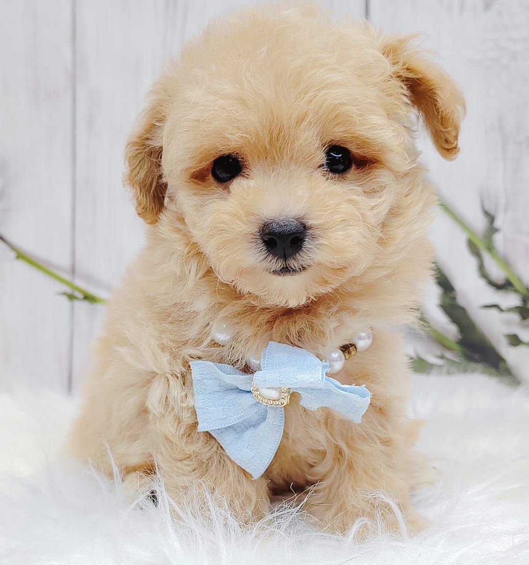 Maltipoo 马尔泰迪