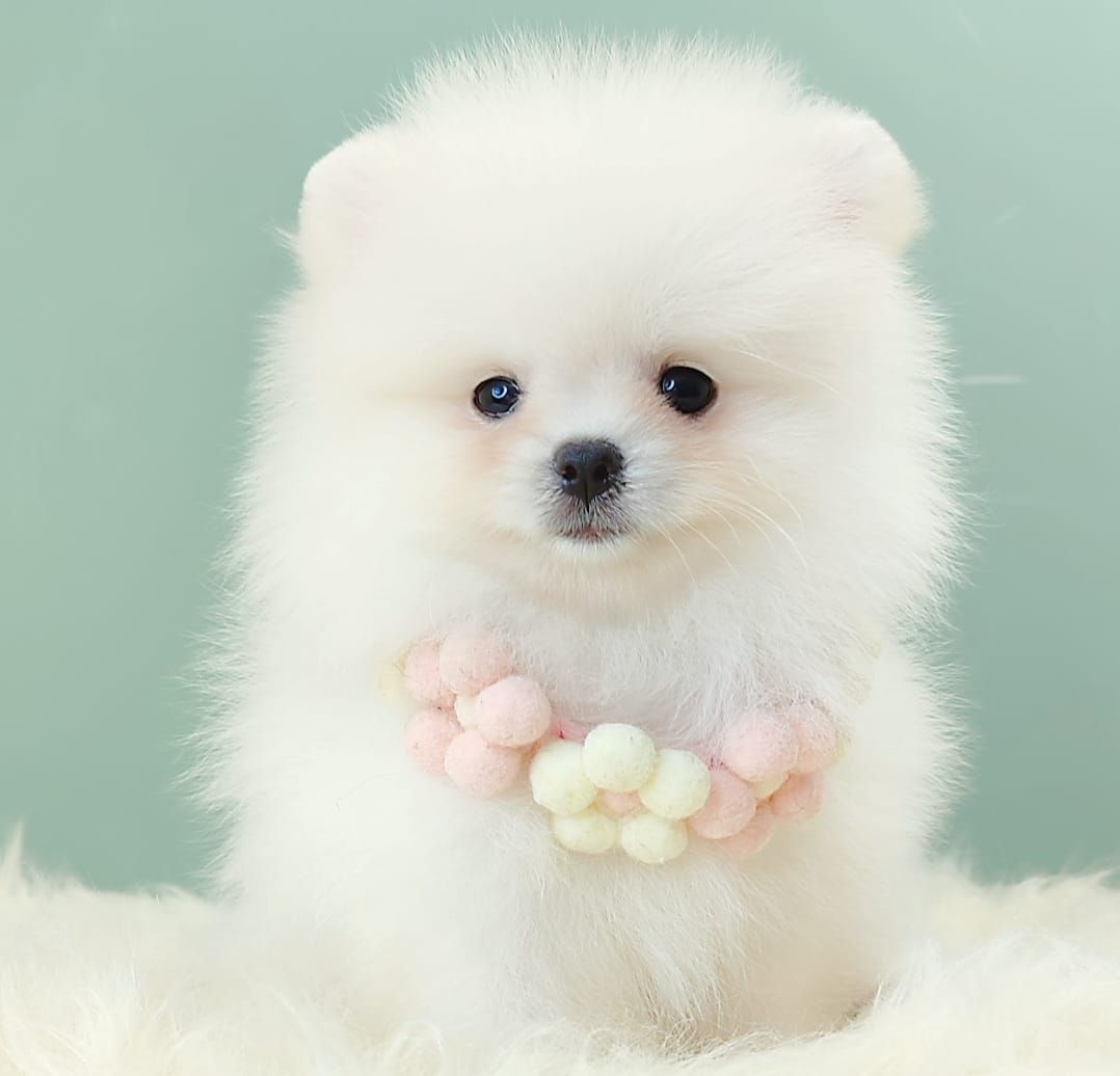 Pomeranian 博美