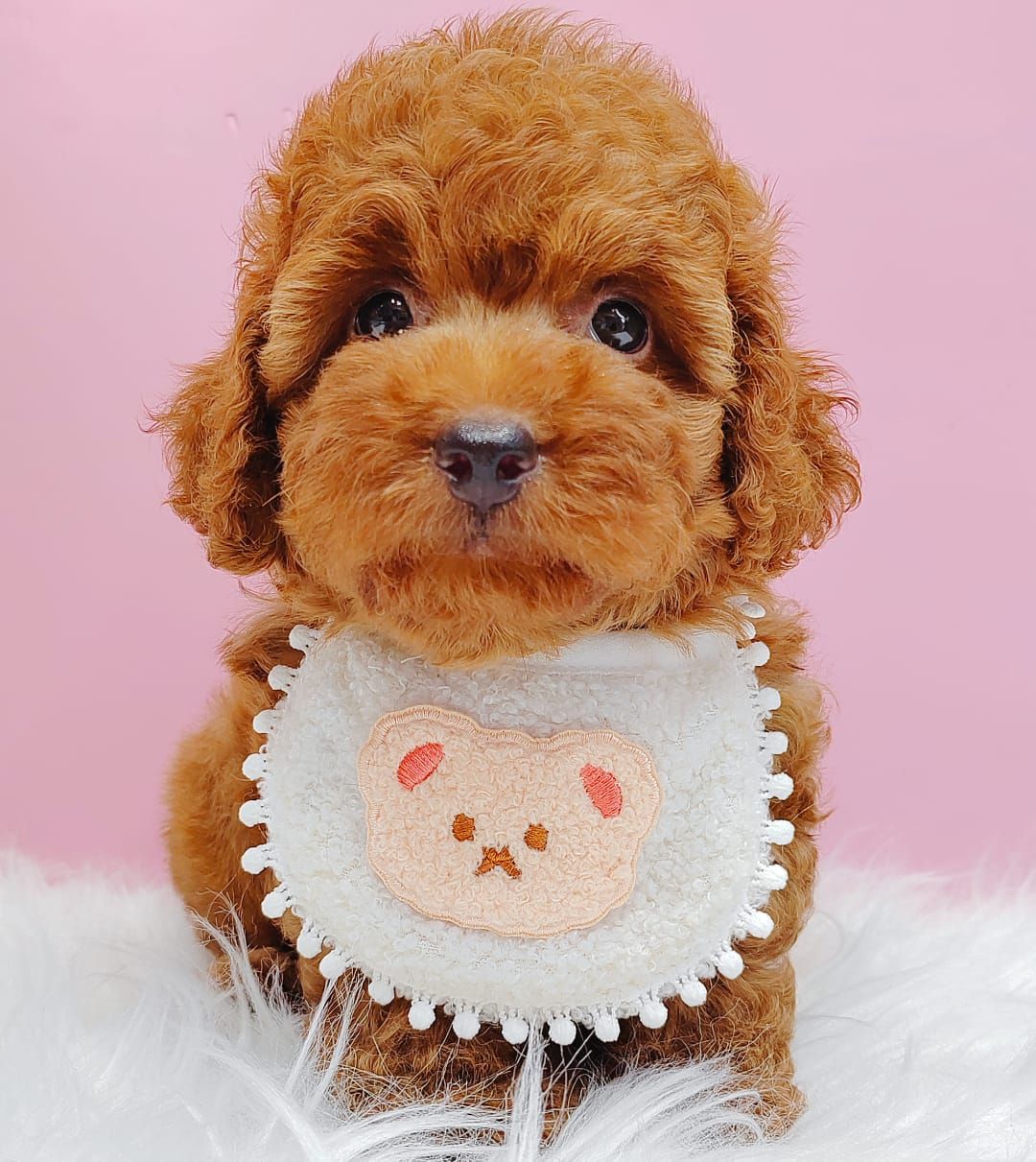 Poodle 娉拌开璐靛