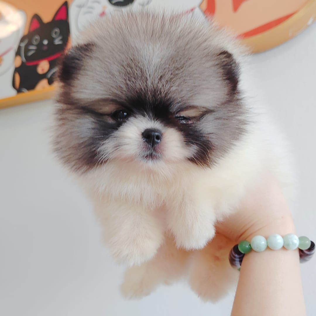 Pomeranian 博美
