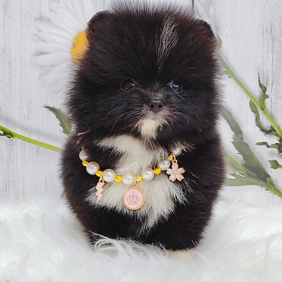 Pomeranian 博美