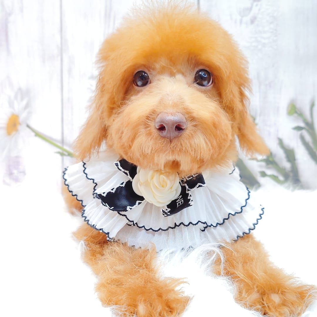 Poodle 娉拌开璐靛