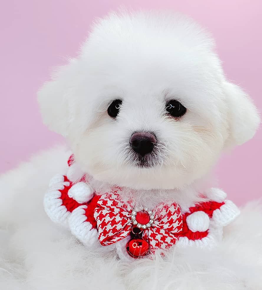 Poodle 娉拌开璐靛