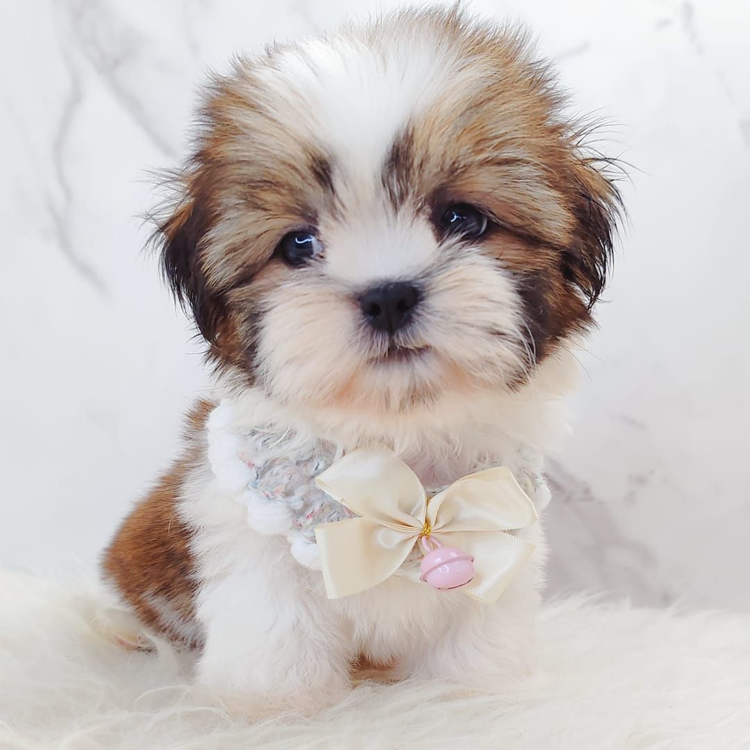 Shih Tzu 西施