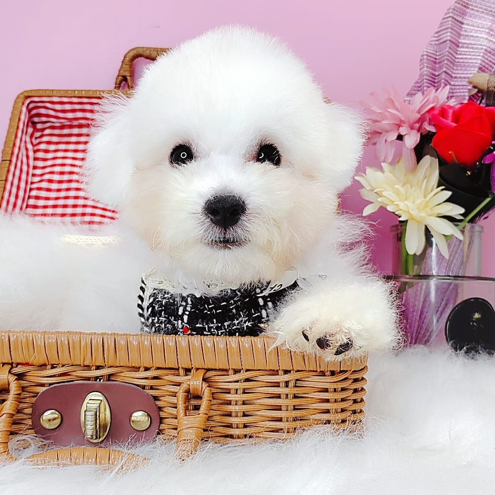 Bichon Frise 比熊