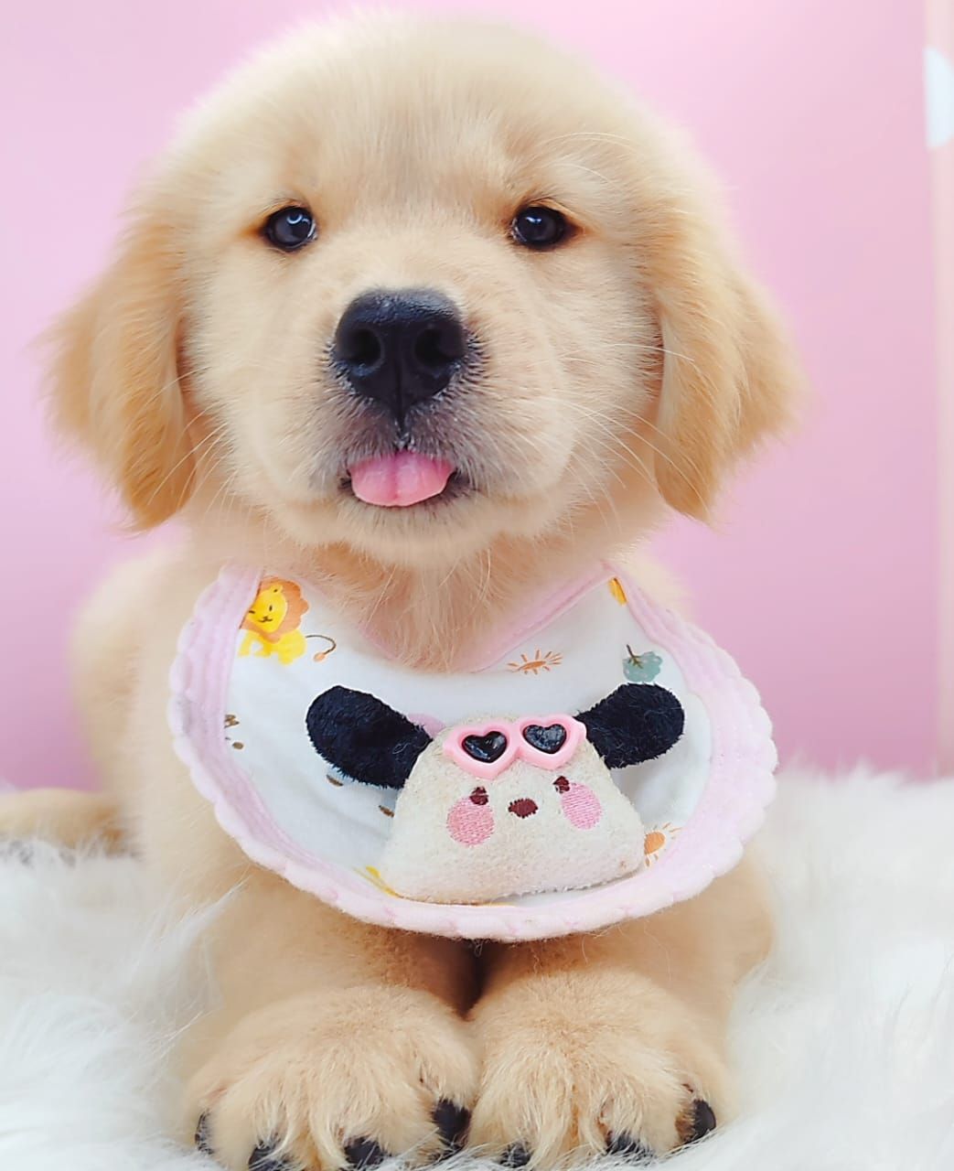 Golden Retriever 黄金猎犬