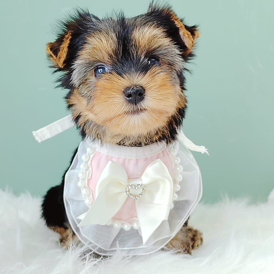 Yorkshire Terrier 约克夏