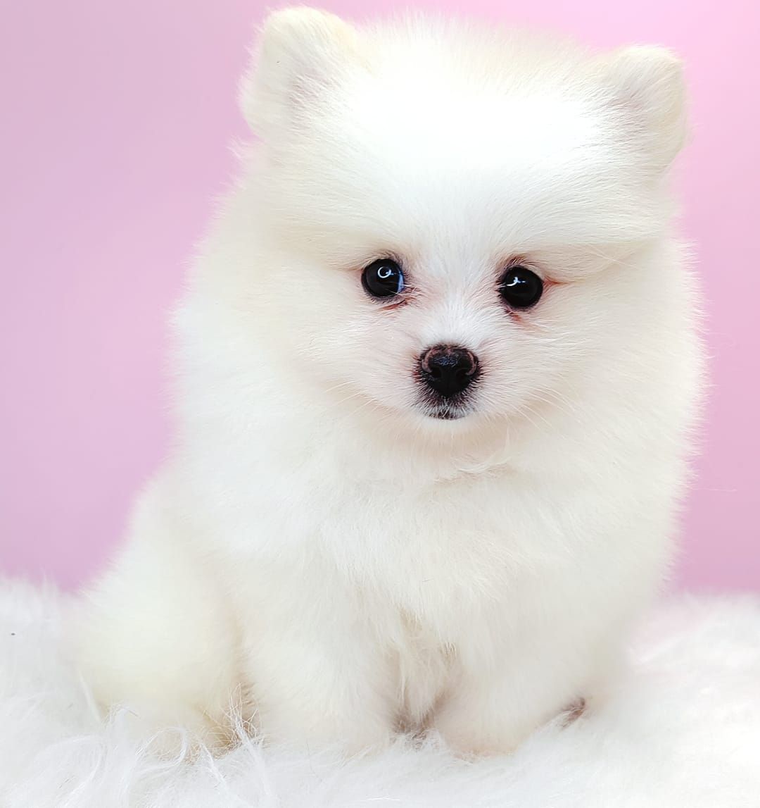 Pomeranian 博美
