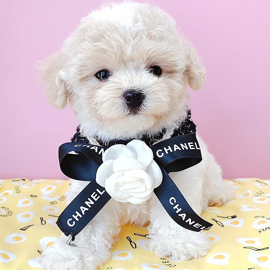 Poodle 娉拌开璐靛