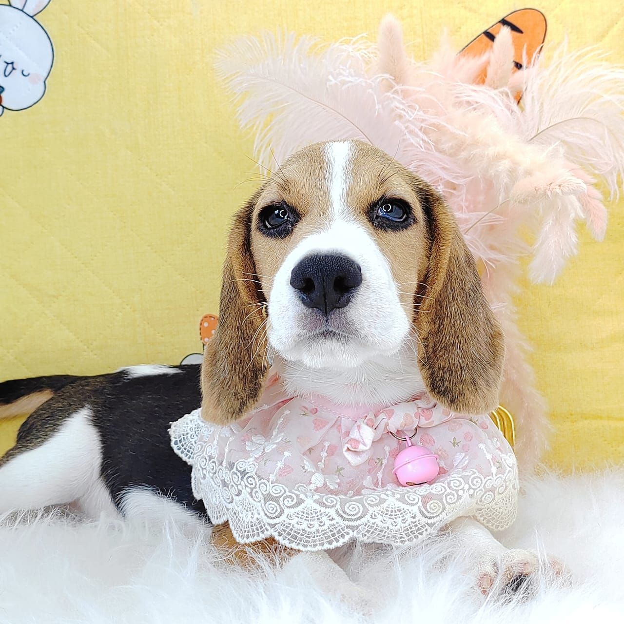 Beagle 米格鲁