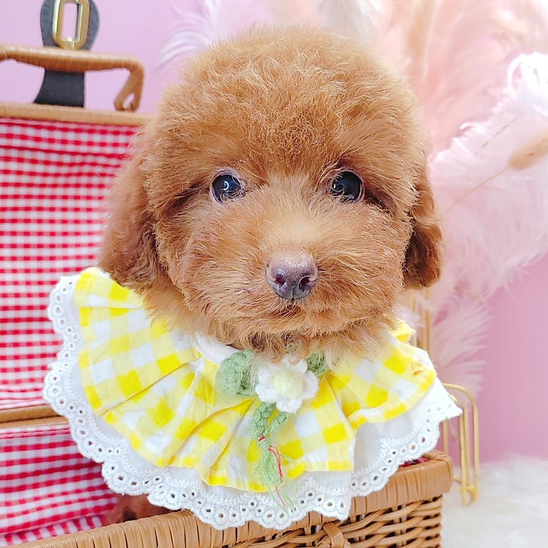 Poodle 娉拌开璐靛