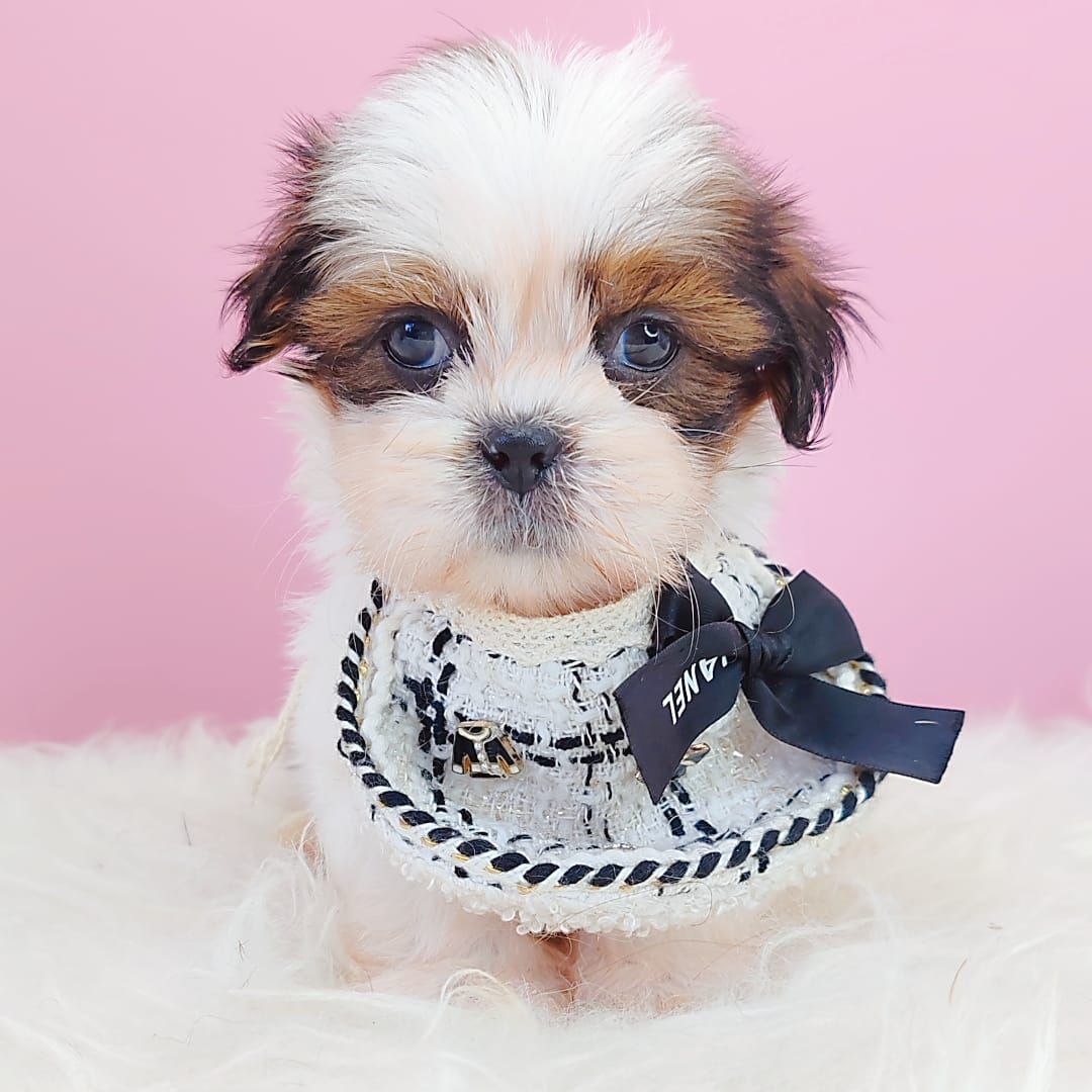 Shih Tzu 西施