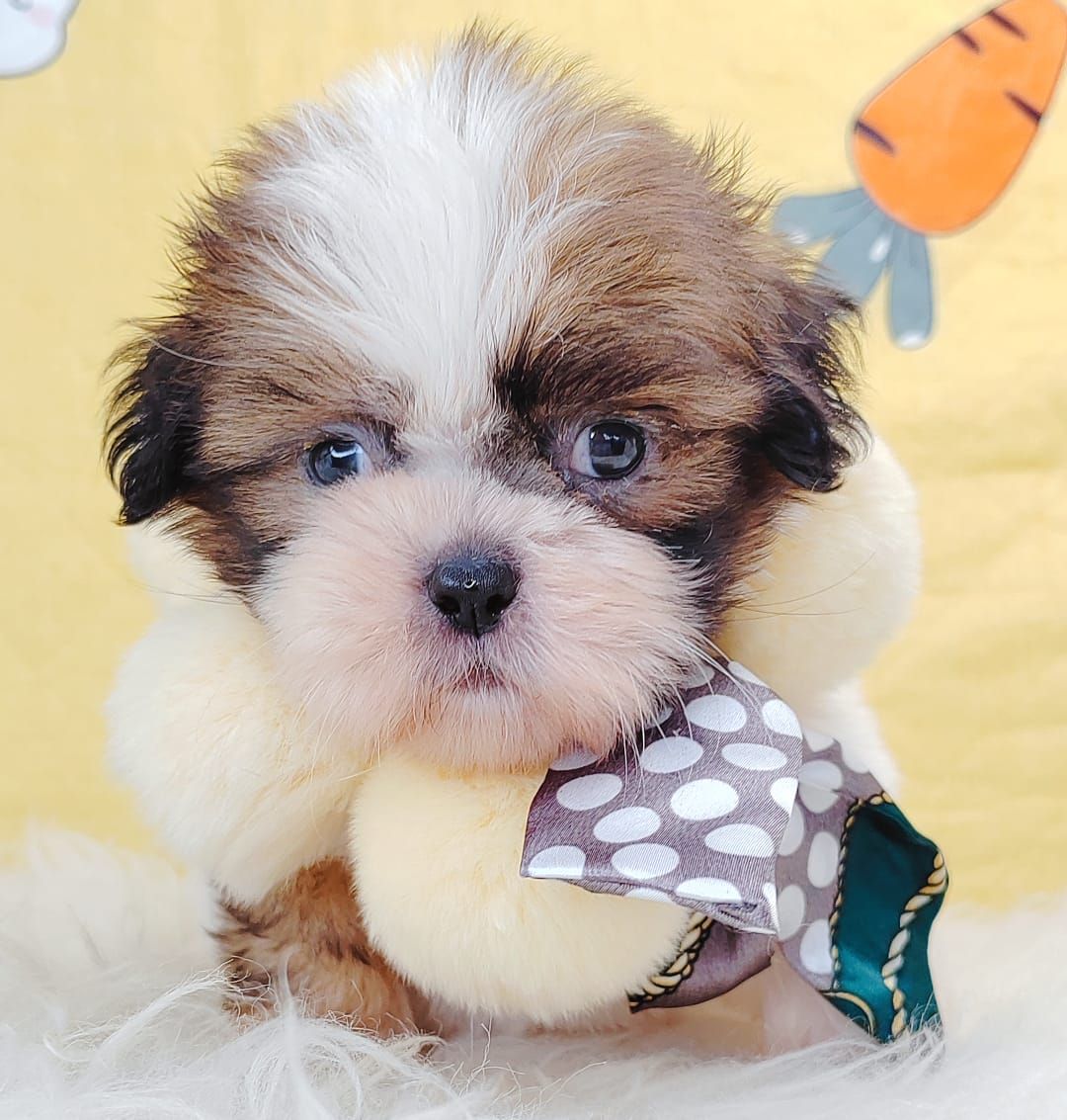 Shih Tzu 西施