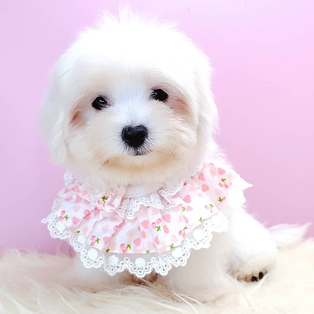 Maltese 马尔济斯