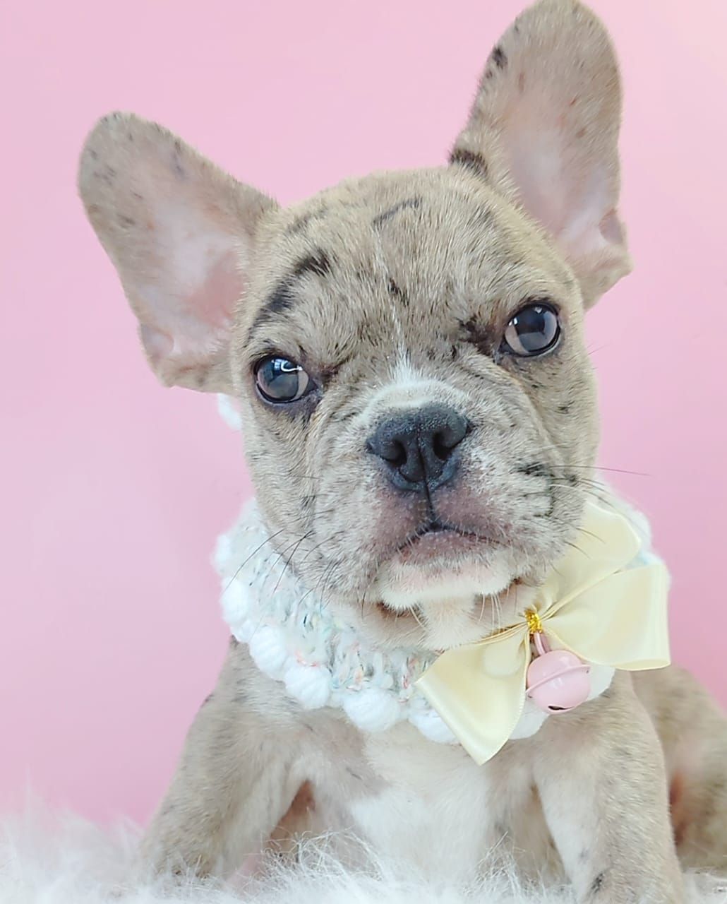 French Bulldog 法斗