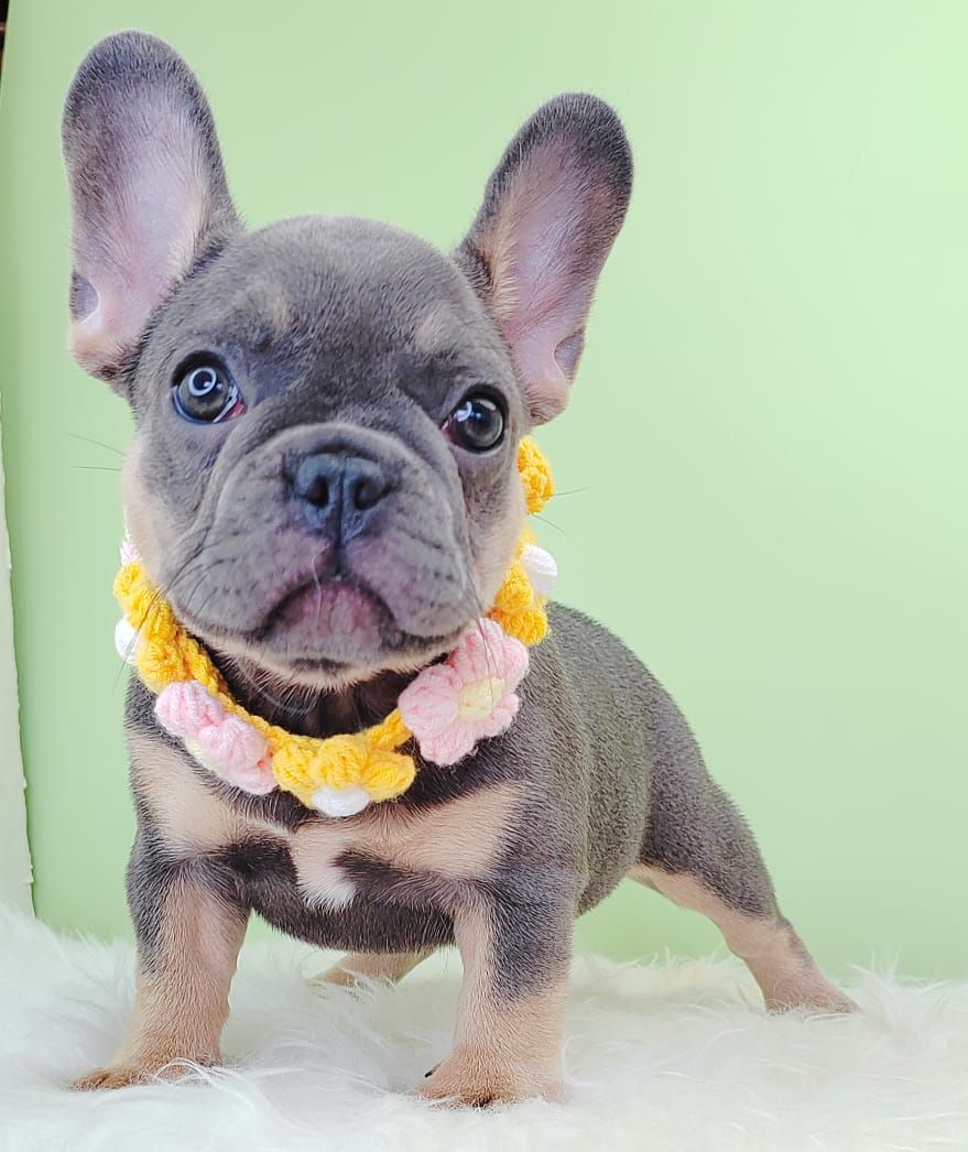 French Bulldog 法斗