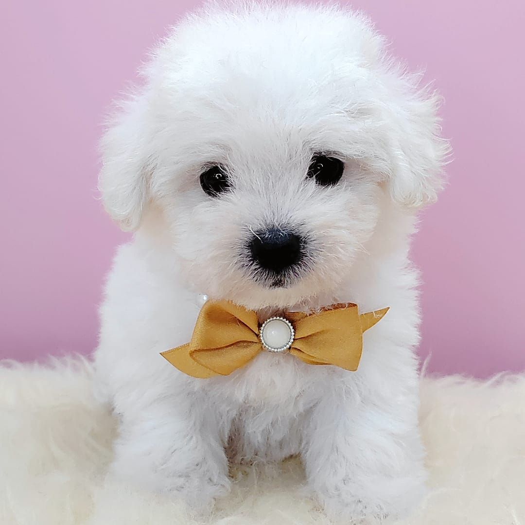 Poodle 娉拌开璐靛