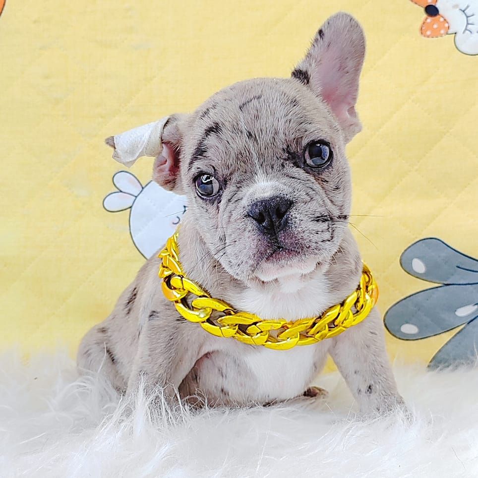 French Bulldog 法斗