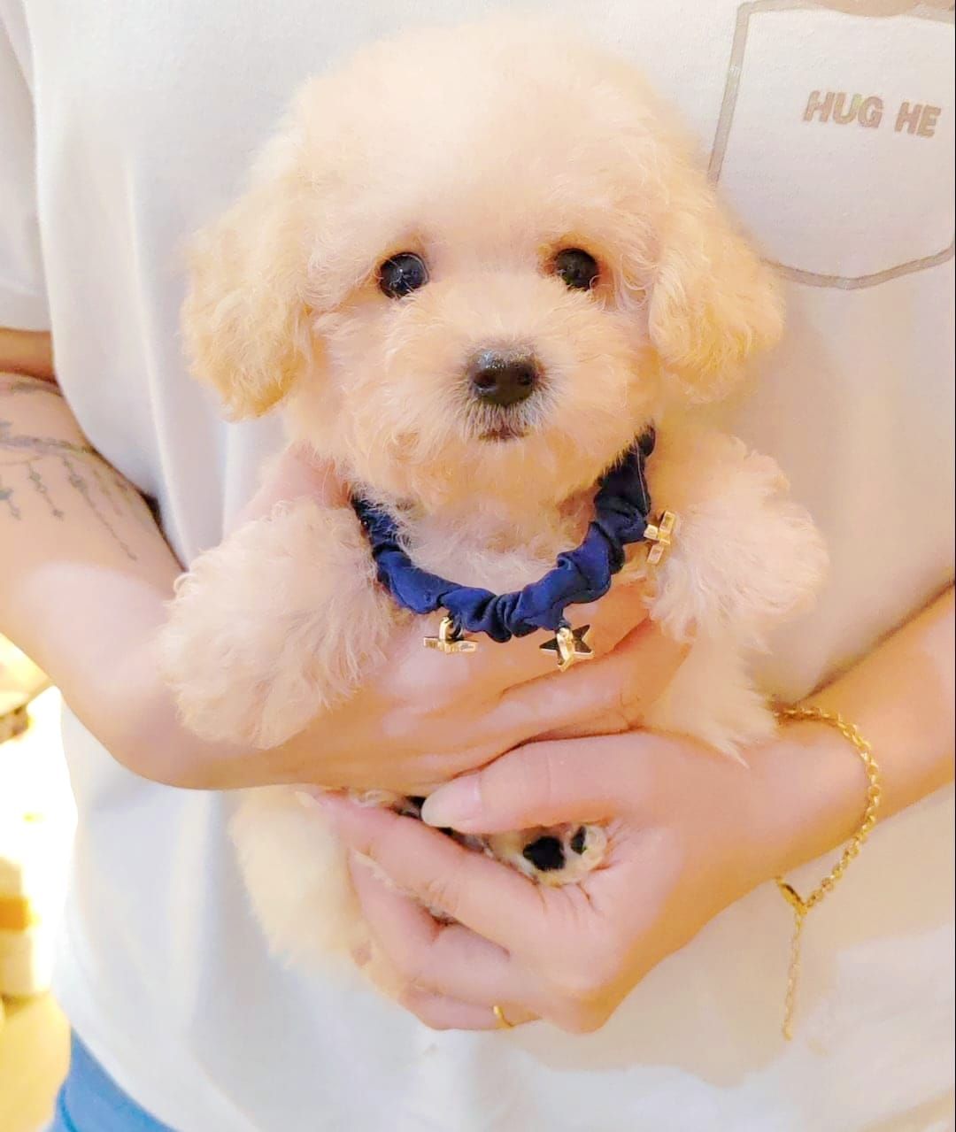 Maltipoo 马尔泰迪