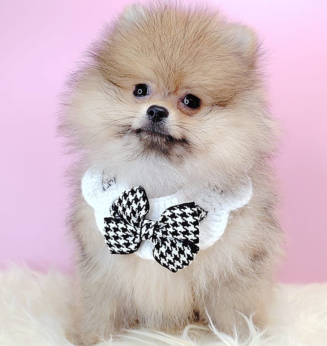 Pomeranian 博美