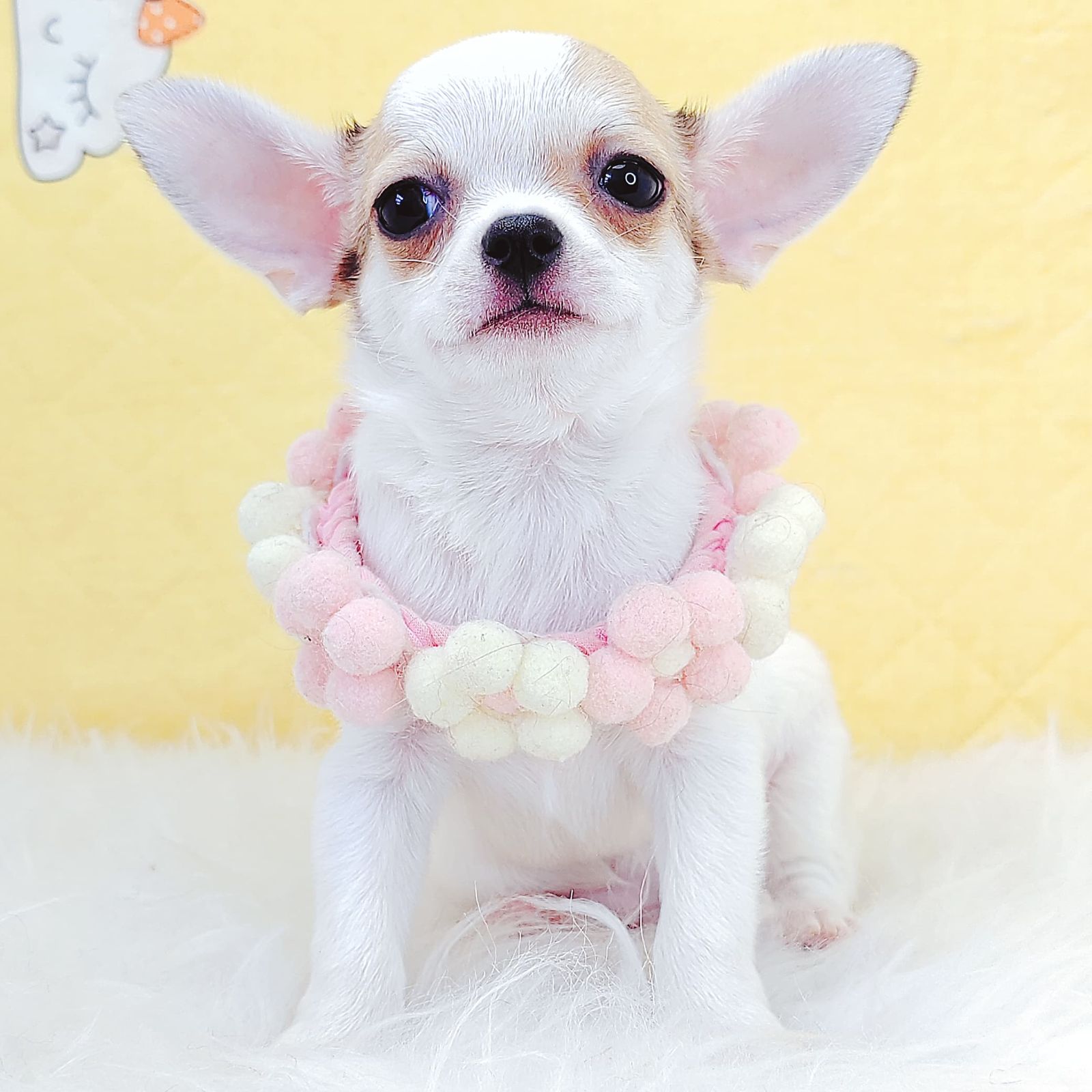 Chihuahua 吉娃娃