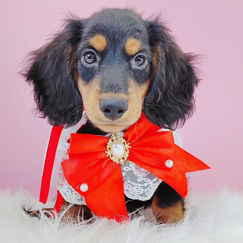 *Long coat* Dachshund  长毛腊肠犬