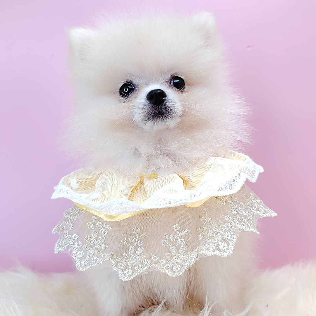 Pomeranian 博美