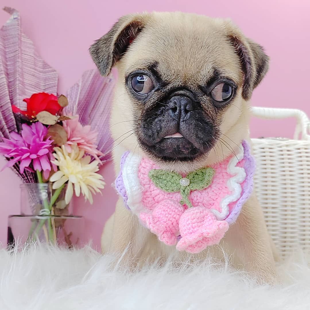 Pug 巴哥
