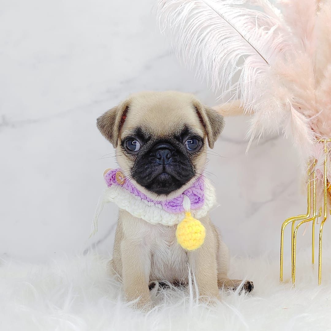 Pug 巴哥