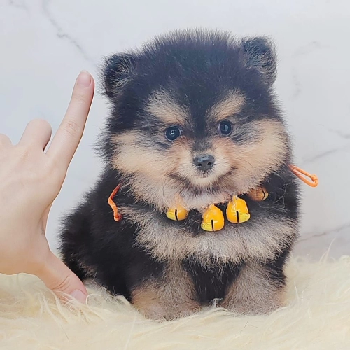  Pomeranian 博美